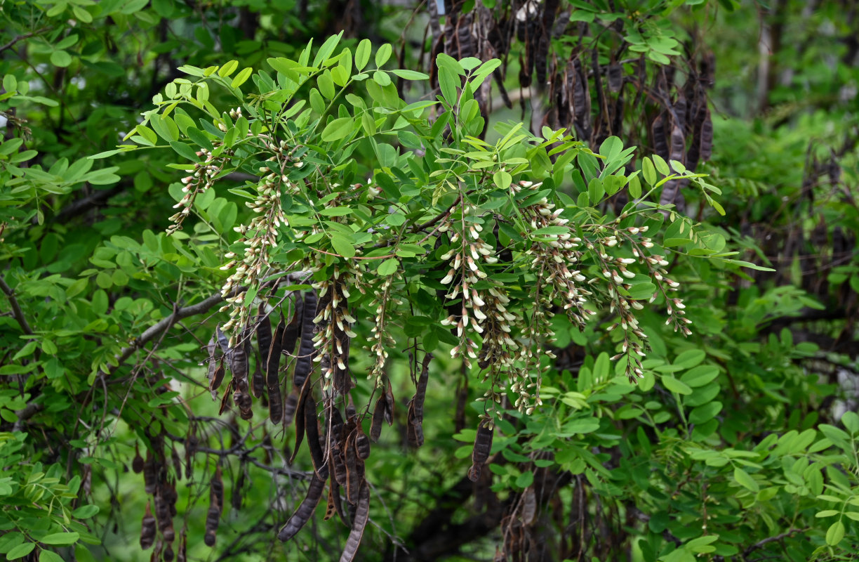 Изображение особи Robinia pseudoacacia.