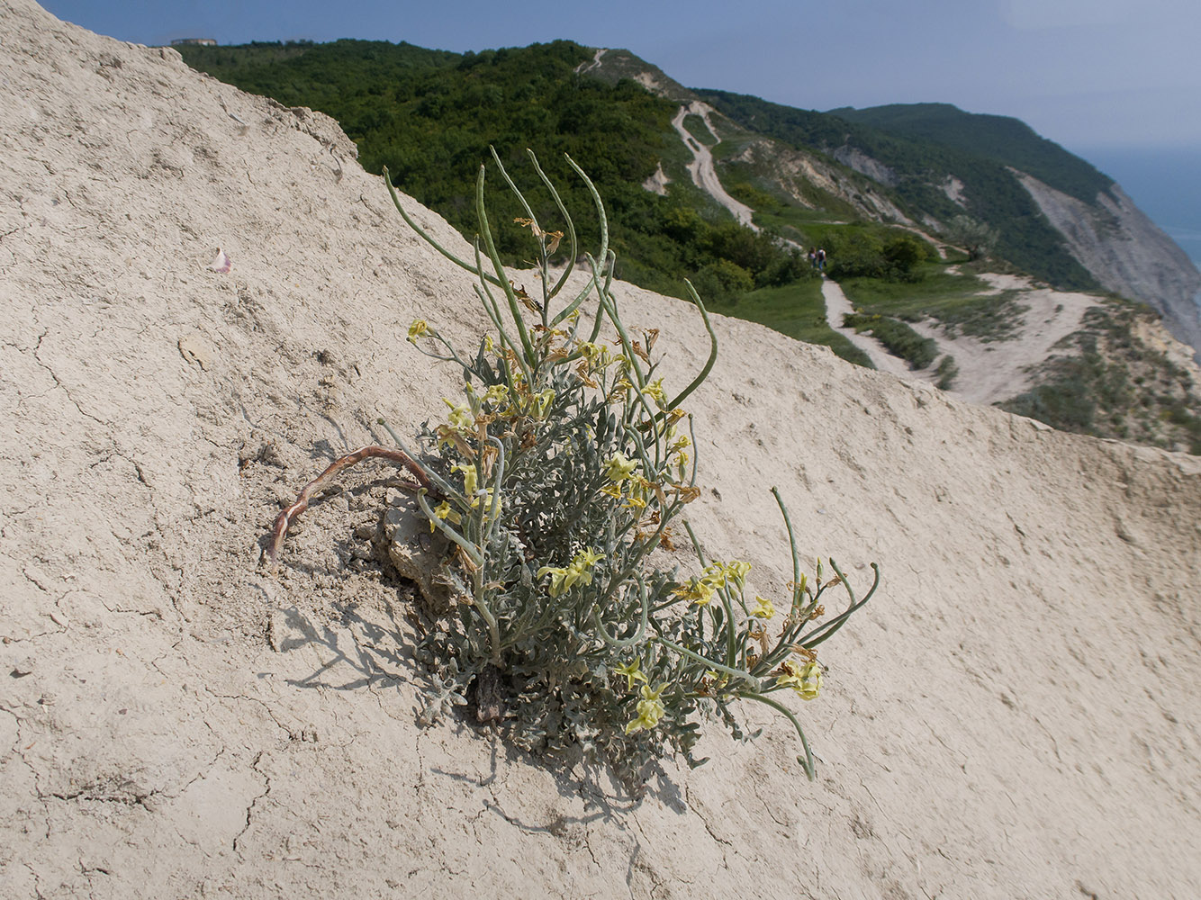 Image of Matthiola odoratissima specimen.