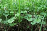 Смотреть изображение Viola palustris