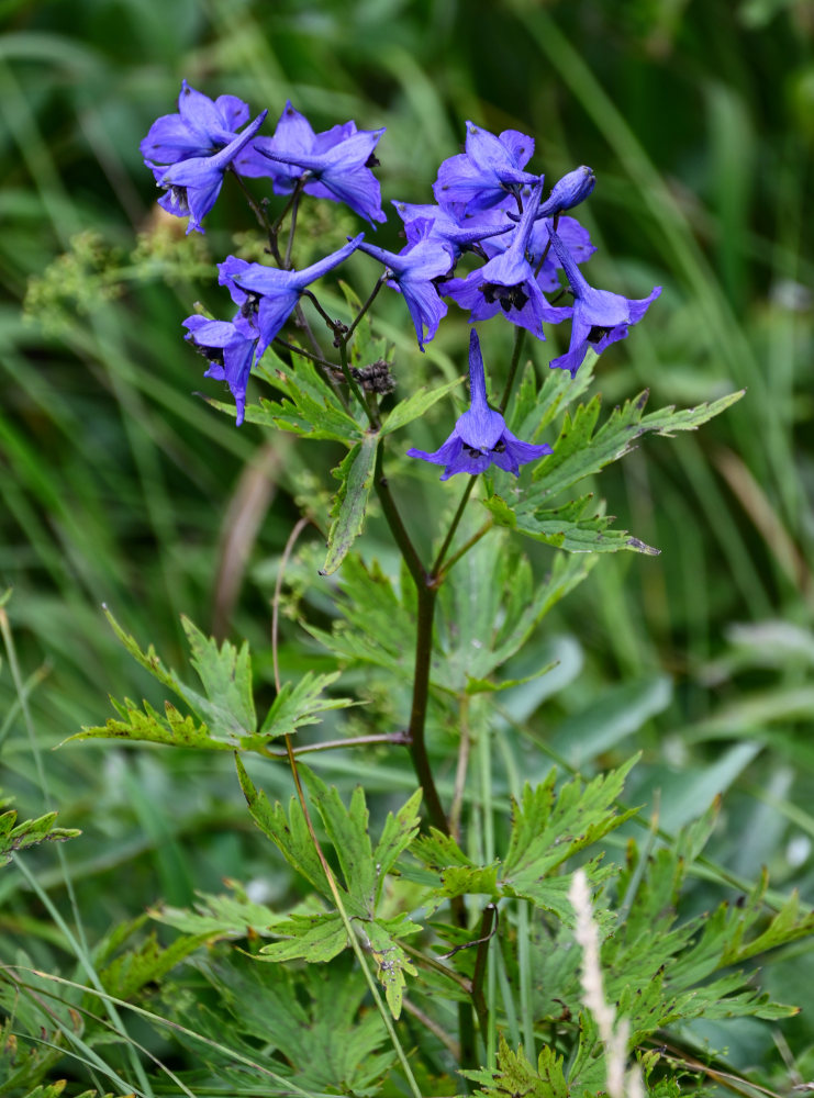 Image of genus Delphinium specimen.