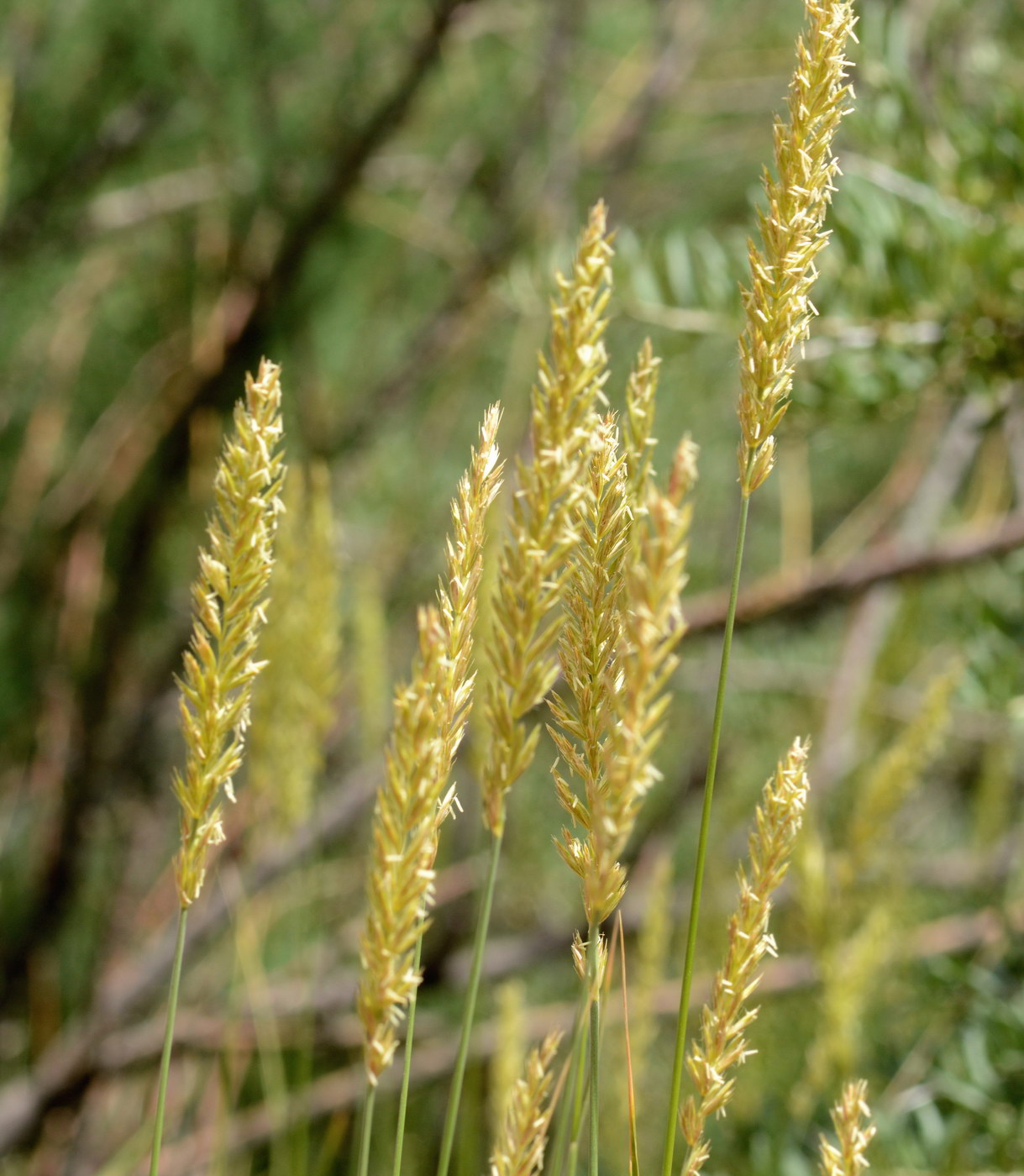 Изображение особи семейство Poaceae.