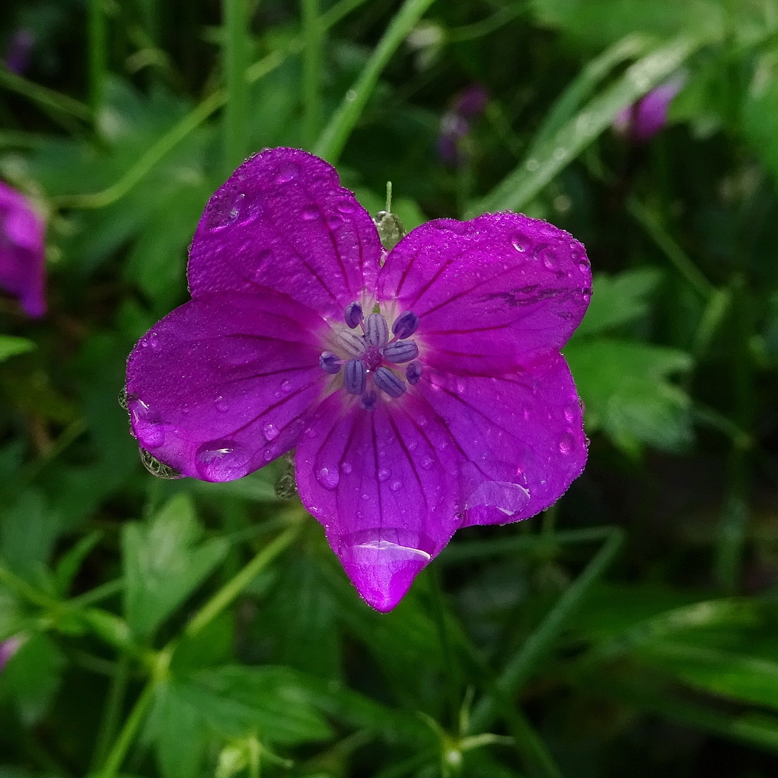 Изображение особи Geranium palustre.