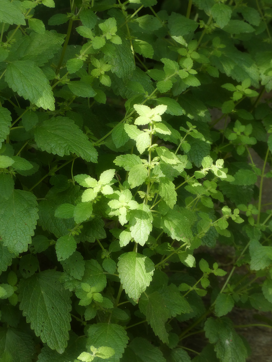 Image of Melissa officinalis specimen.