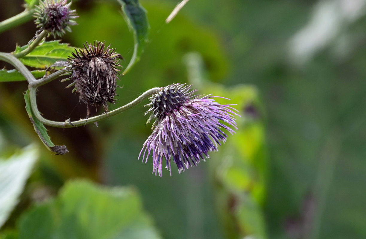 Изображение особи Cirsium kamtschaticum.