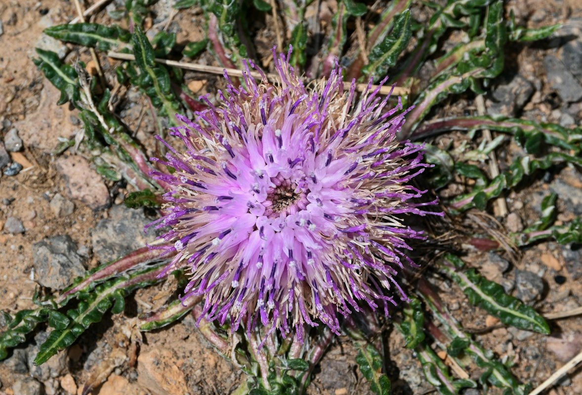 Image of Jurinella subacaulis specimen.