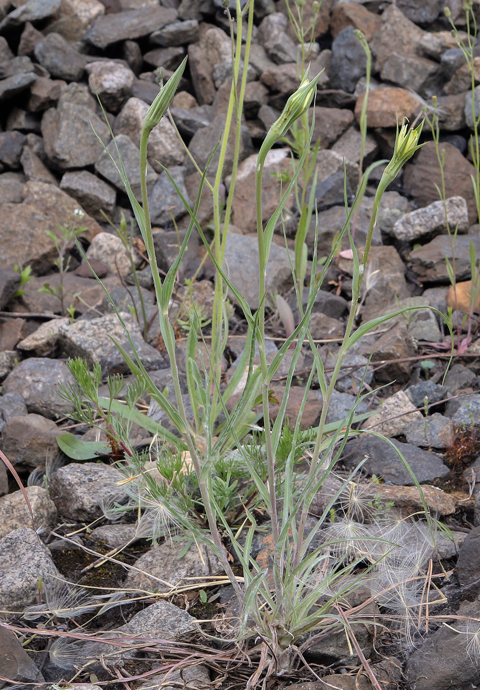 Image of Tragopogon dubius specimen.