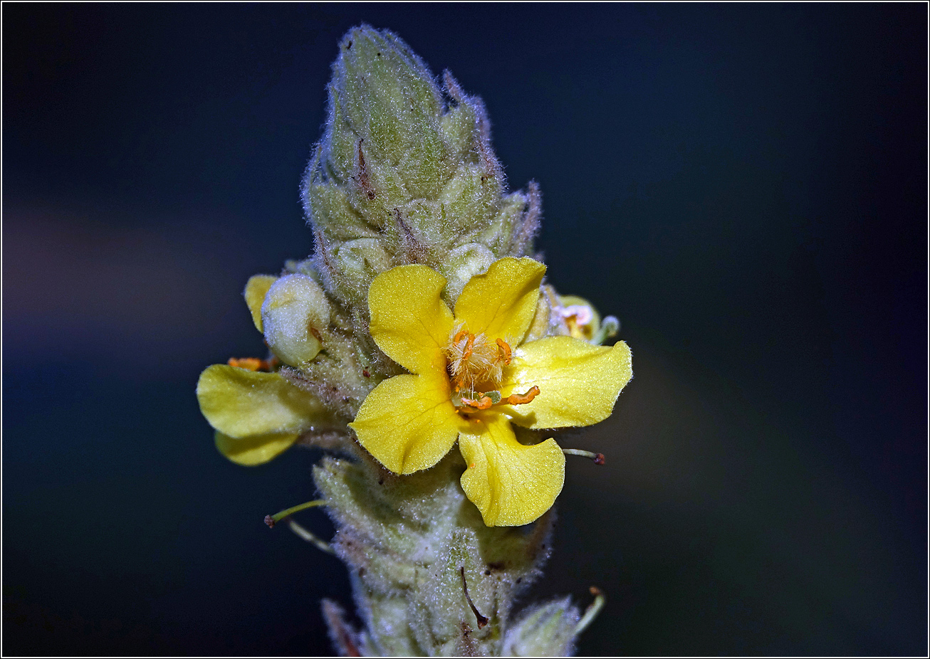 Image of Verbascum thapsus specimen.