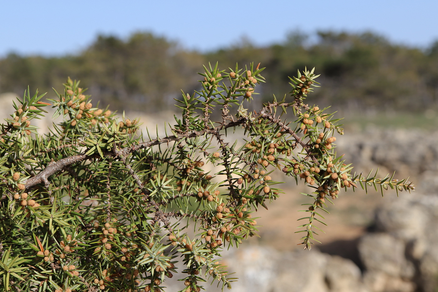 Изображение особи Juniperus deltoides.