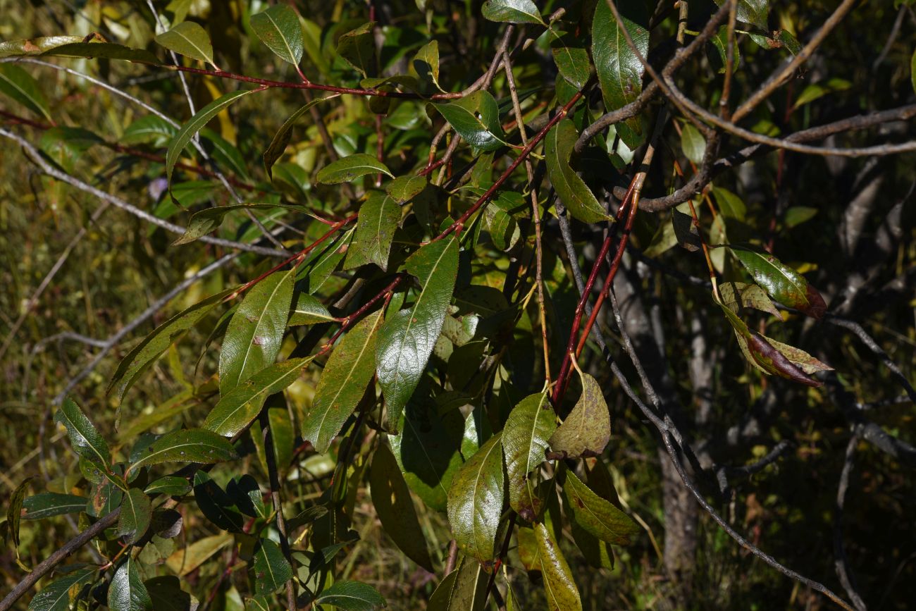 Изображение особи Salix pentandra.