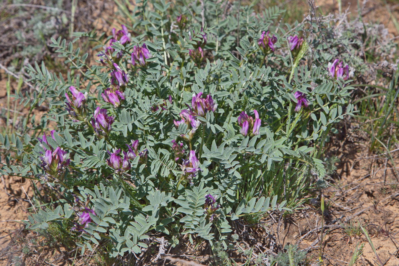 Image of Astragalus physodes specimen.