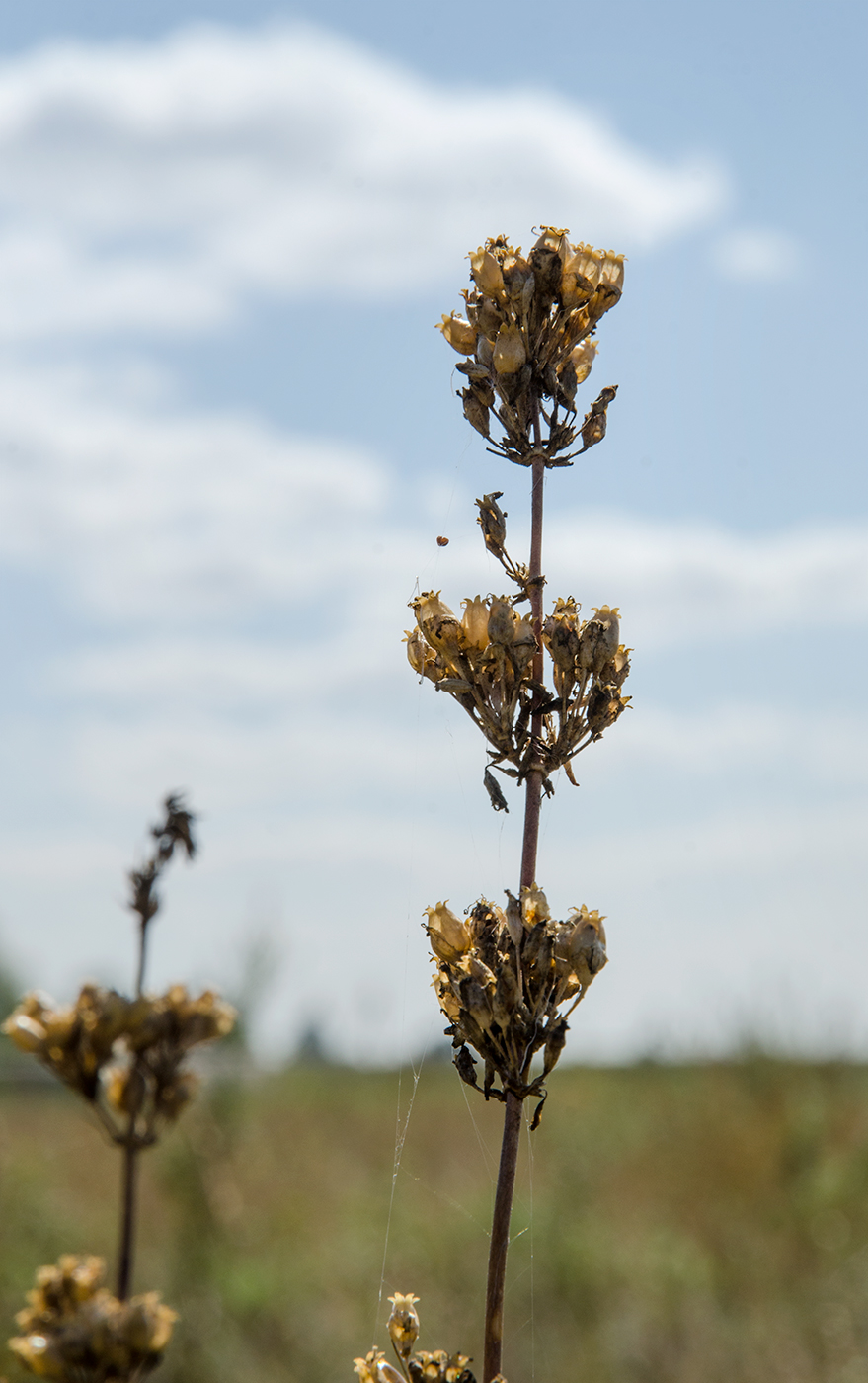 Image of Silene sibirica specimen.