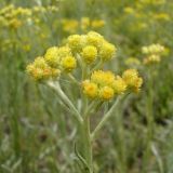 Helichrysum arenarium. Верхушка цветущего растения. Ростовская обл., Октябрьский р-н, окр. станицы Бессергеневская. 23.06.2006.