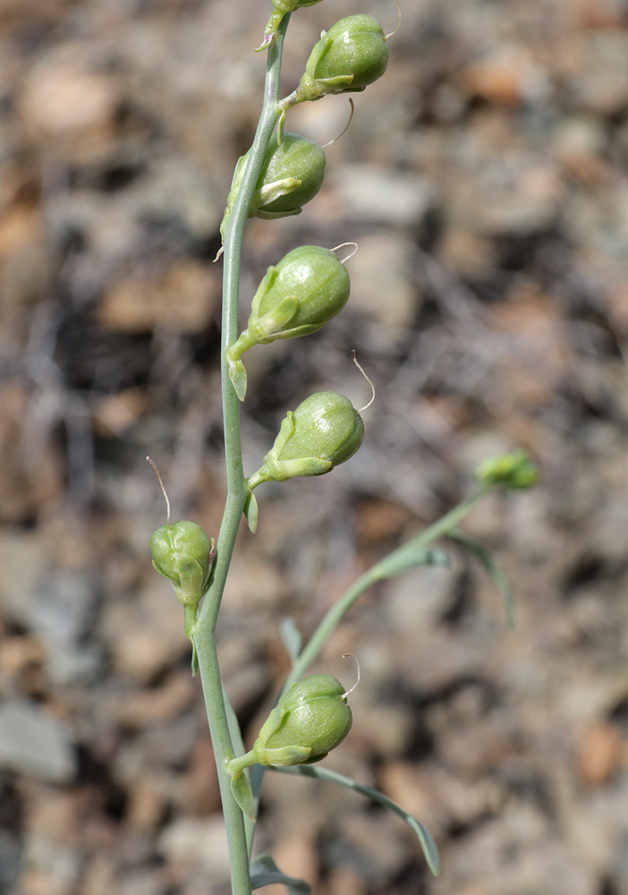 Изображение особи Linaria popovii.