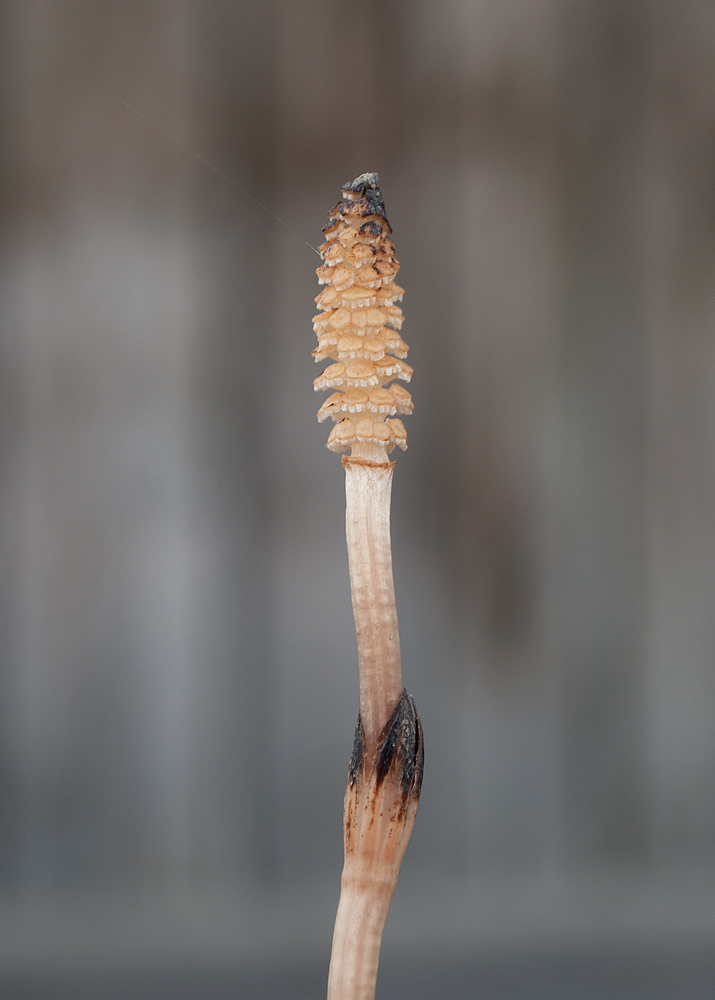 Image of Equisetum arvense specimen.