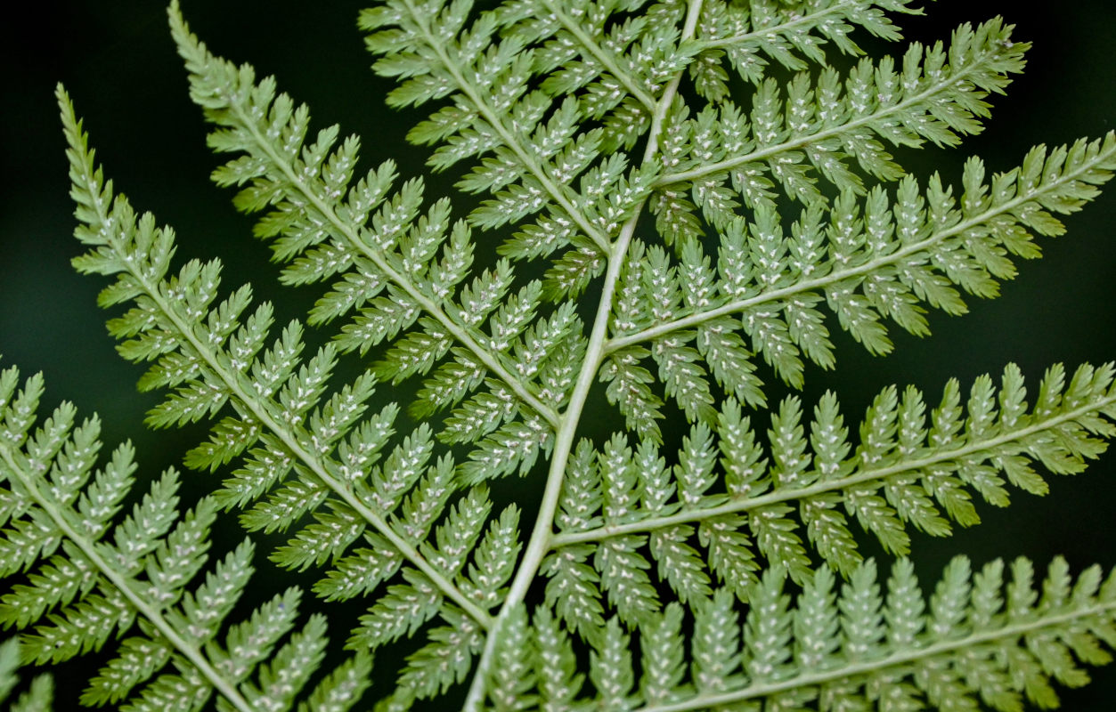 Image of Athyrium filix-femina specimen.