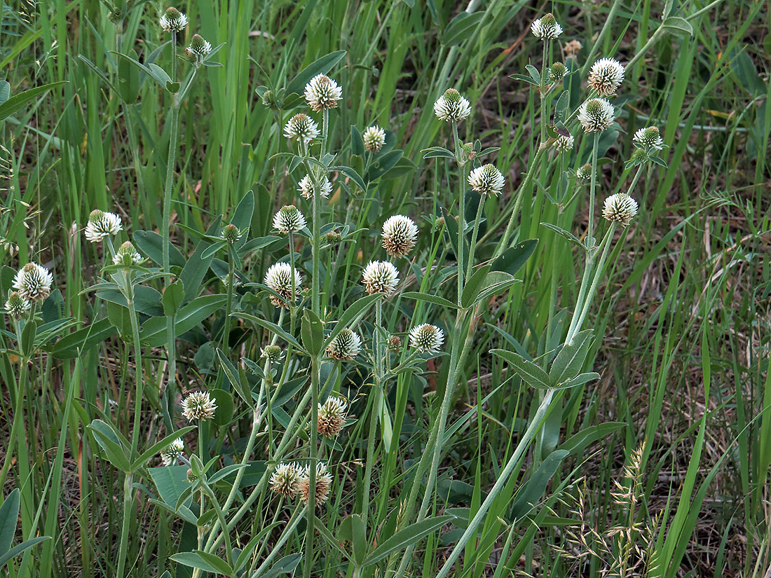 Image of Trifolium montanum specimen.