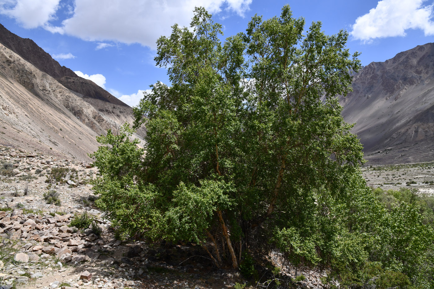 Изображение особи Betula pamirica.