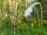 Sanguisorba parviflora. Побеги с соцветиями. Хабаровский край, окр. г. Комсомольск-на-Амуре, Силинский лесопарк, зарастающая просека. 30.07.2024.