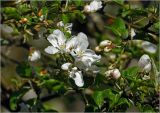 Malus prunifolia. Цветки. Московская обл., Раменский р-н, окр. дер. Хрипань, садовый участок. 18.05.2024.