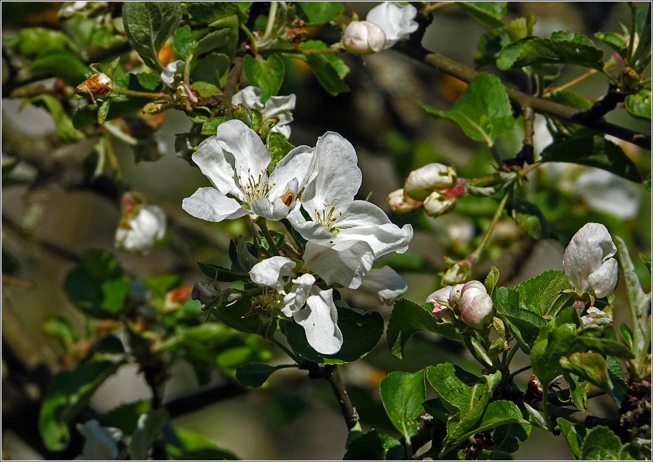 Image of Malus prunifolia specimen.