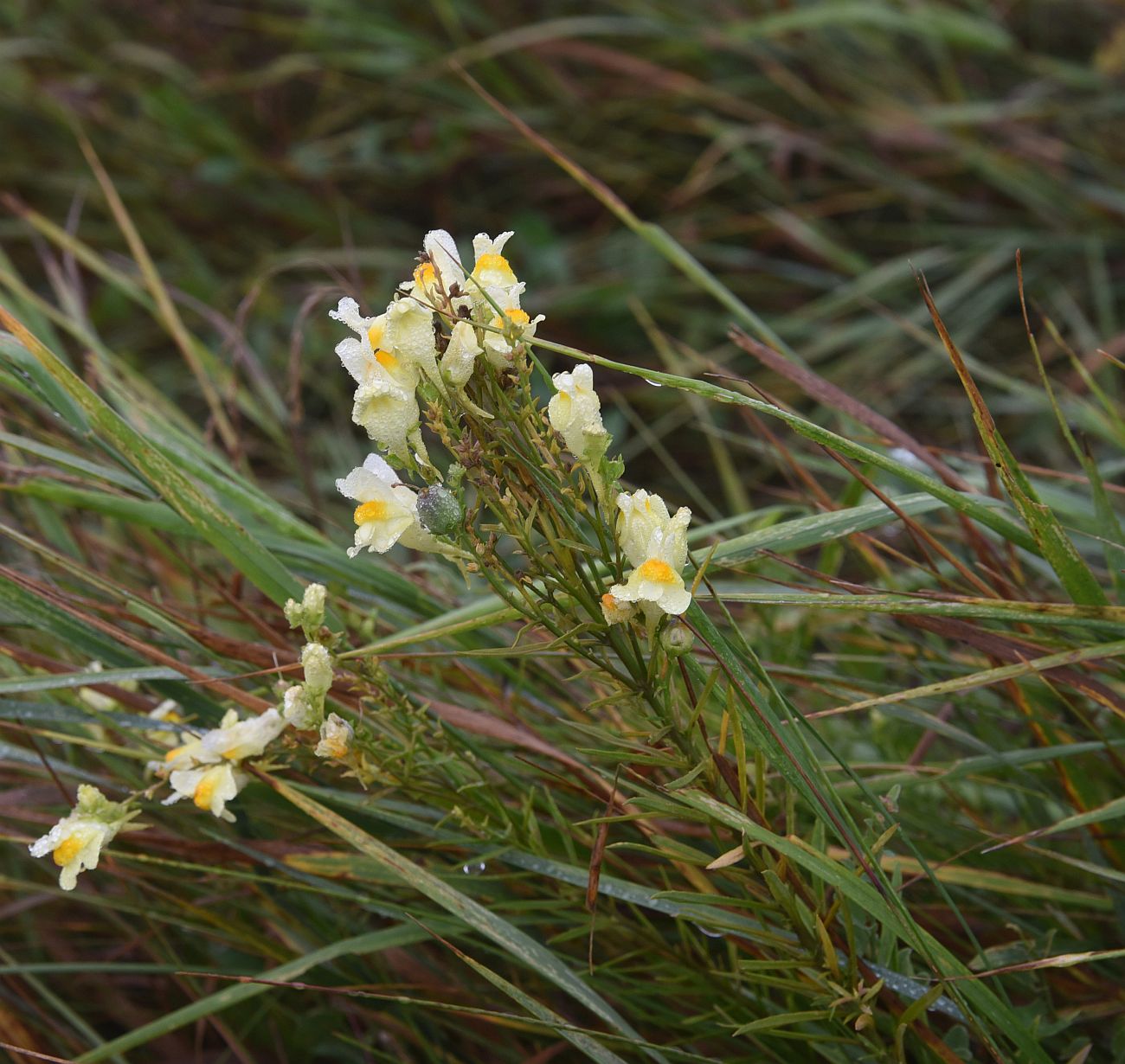 Изображение особи Linaria vulgaris.