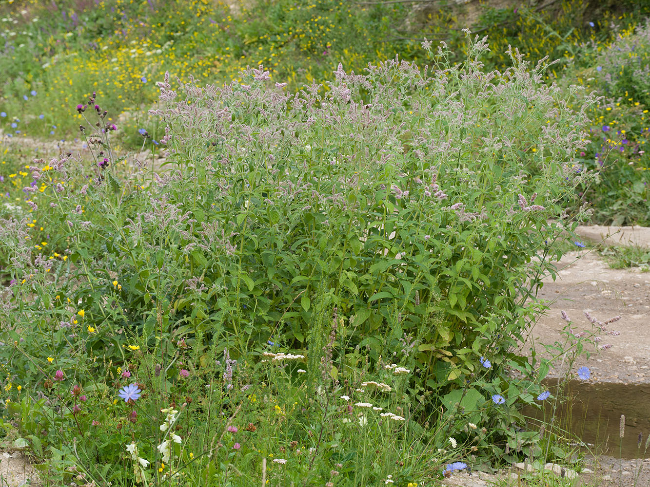 Изображение особи Mentha longifolia.