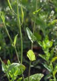 Brassica campestris. Средняя часть побегов со стеблевыми листьями и незрелыми плодами. Камчатский край, г. Петропавловск-Камчатский, сорное на газоне. 02.08.2024.