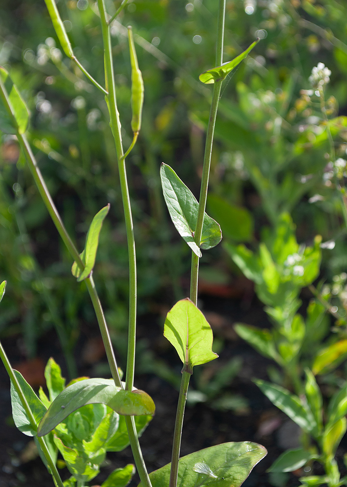 Image of Brassica campestris specimen.