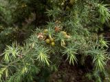 Juniperus deltoides. Часть ветви с недозрелыми шишкоягодами. Крым, Южный Берег, ю-в склон горы Аю-Даг, каменистый осыпающийся склон. 25.05.2024.