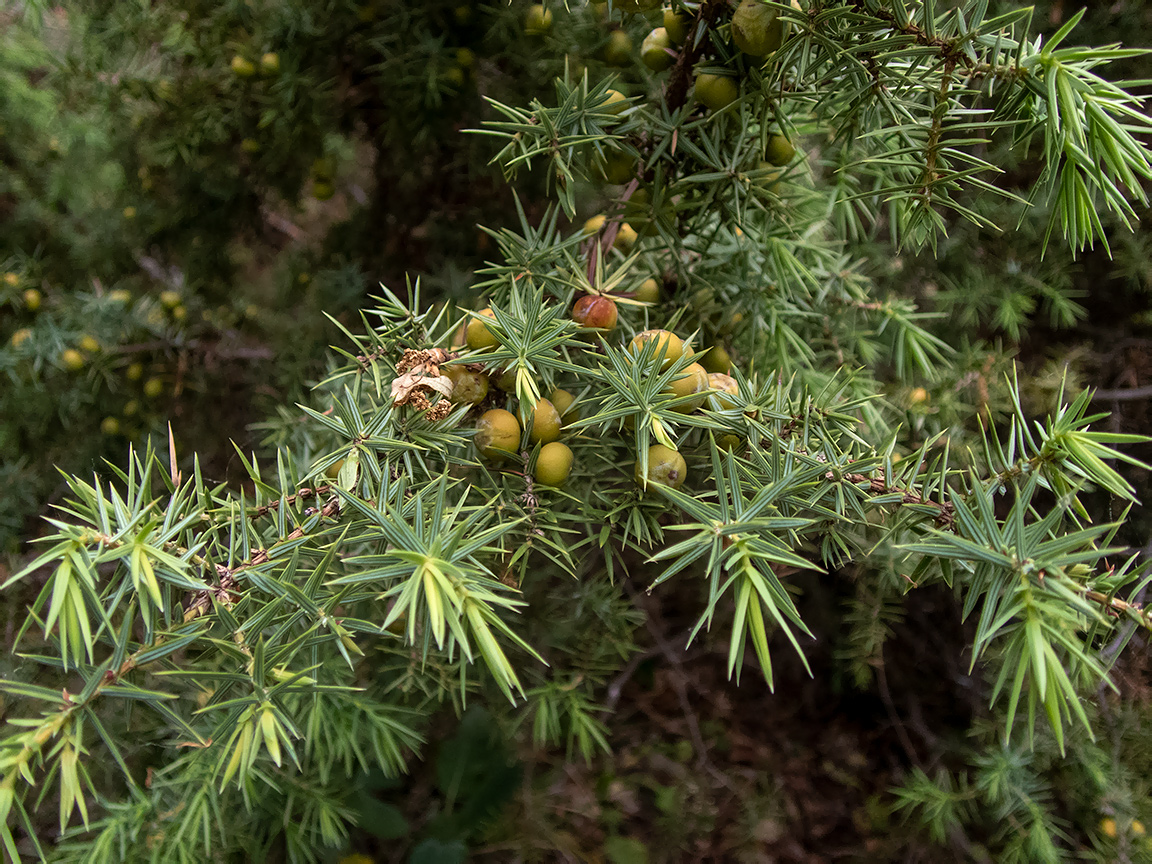 Изображение особи Juniperus deltoides.