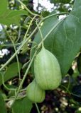 Aristolochia contorta