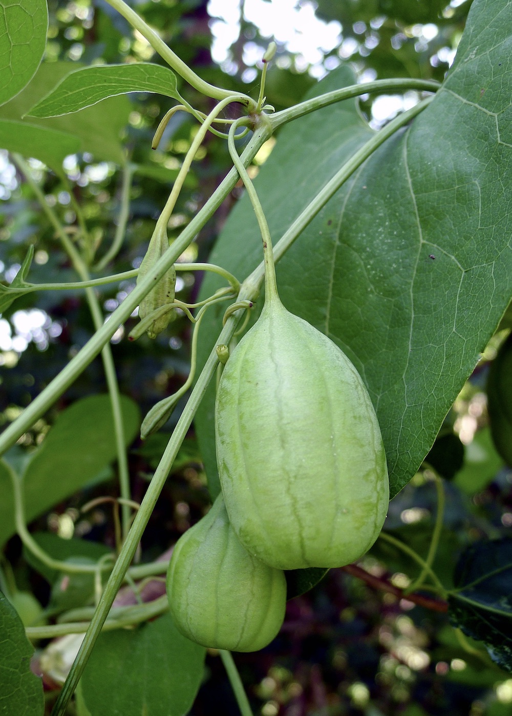 Image of Aristolochia contorta specimen.