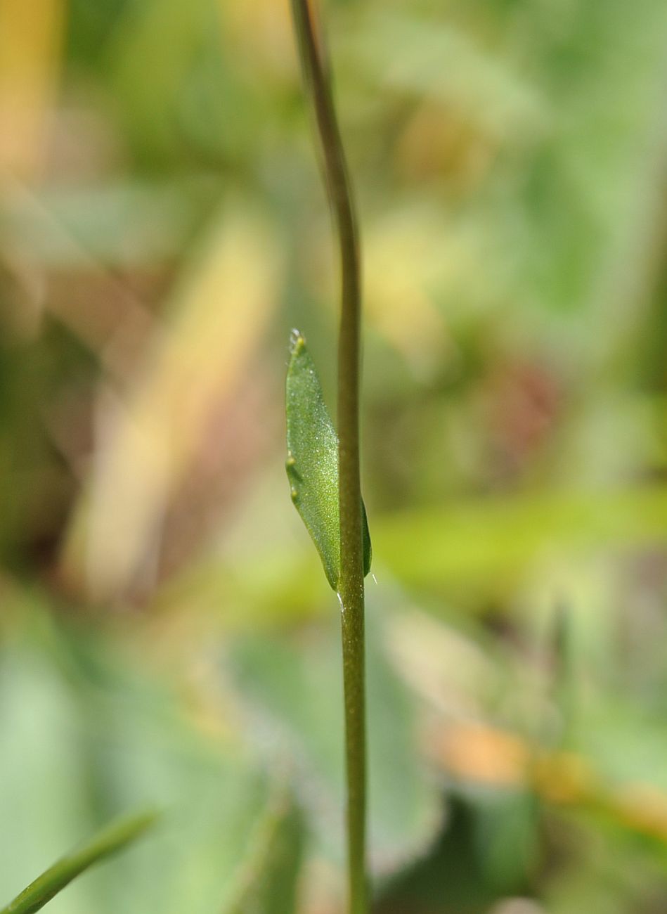 Изображение особи Draba stylaris.