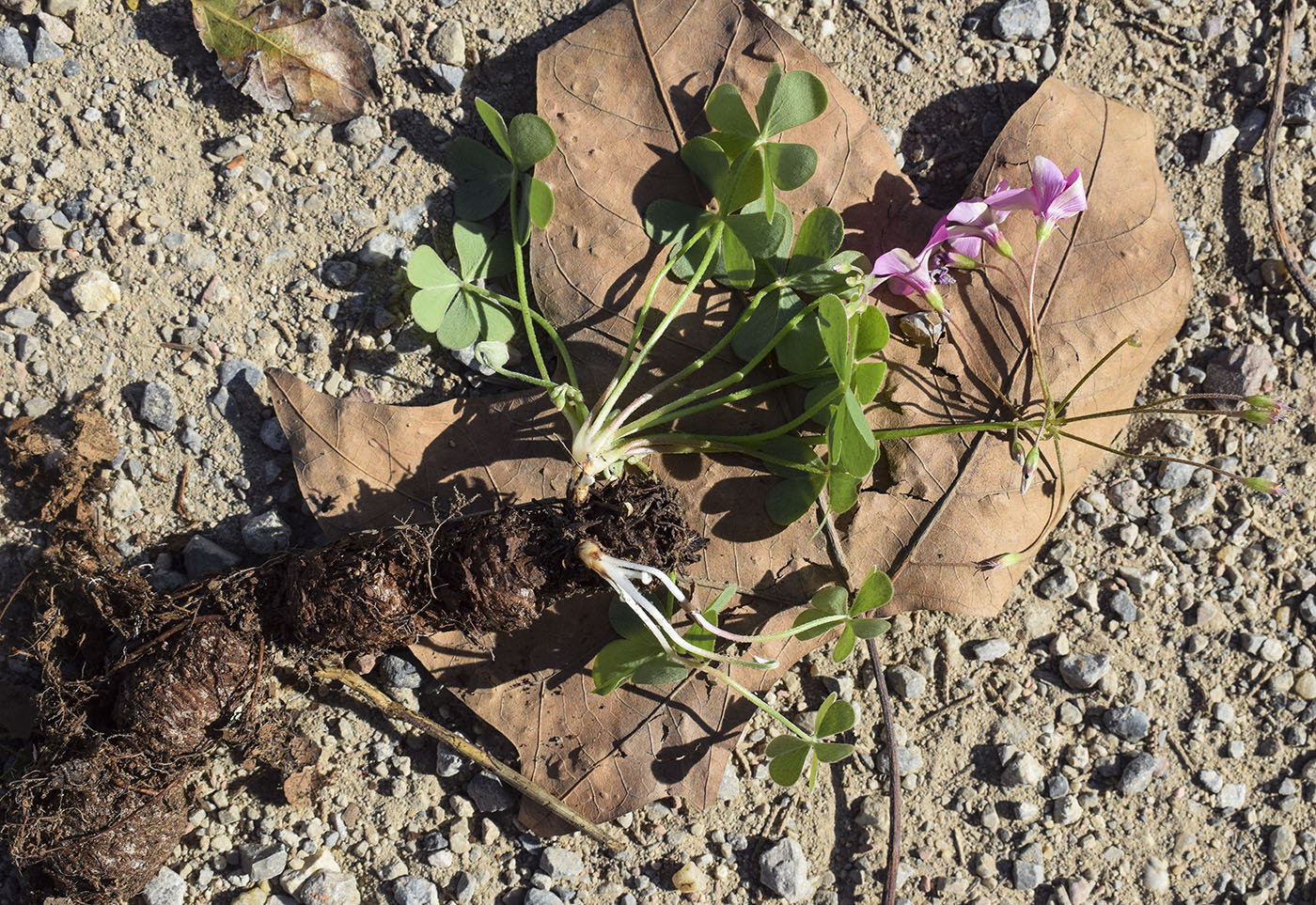 Image of Oxalis articulata specimen.