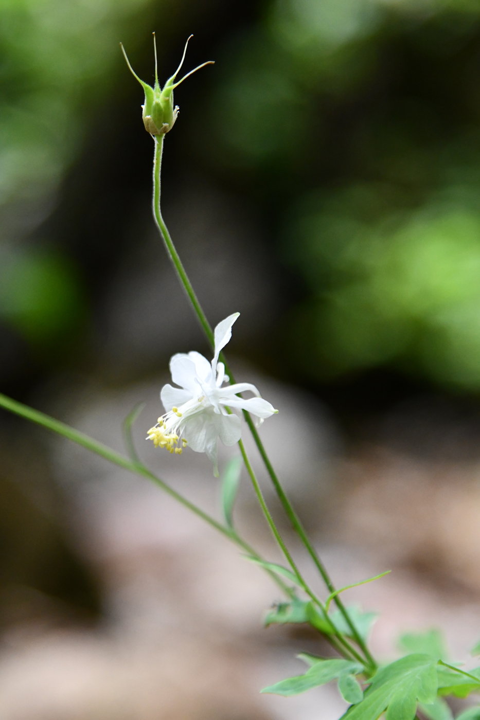 Изображение особи Aquilegia vicaria.