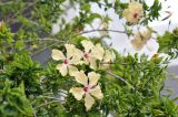 Hibiscus rosa-sinensis