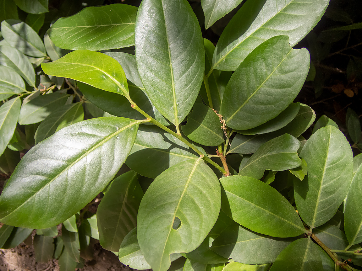 Image of Lauro-cerasus officinalis specimen.