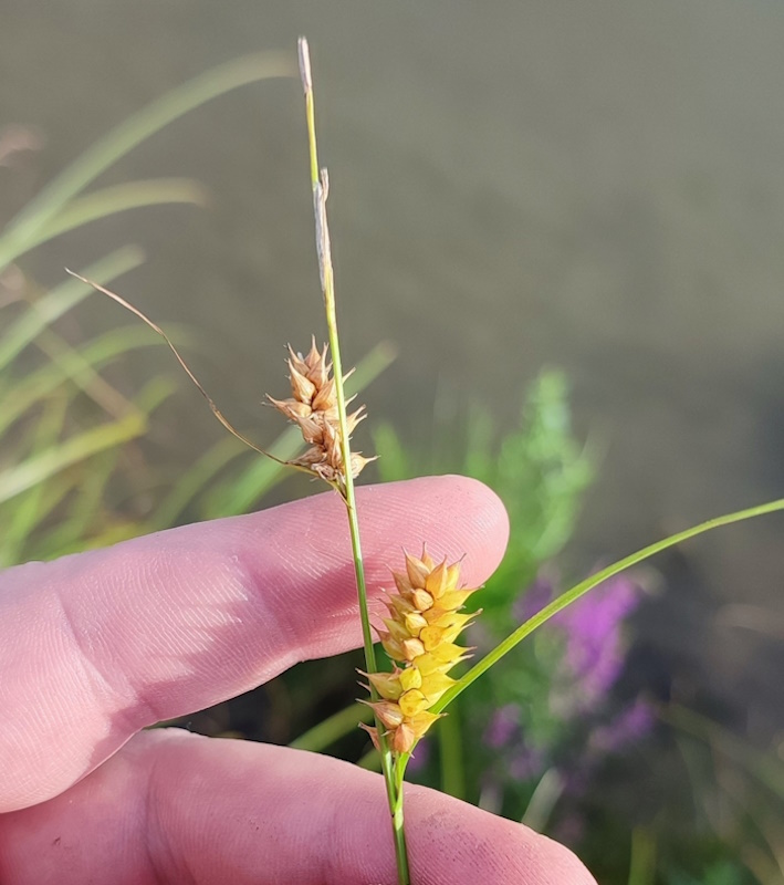 Image of Carex vesicaria specimen.