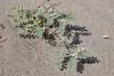 View full-size image genus Astragalus