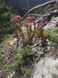 View full-size image Sempervivum arachnoideum