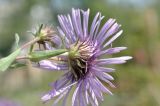 View full-size image Symphyotrichum novae-angliae