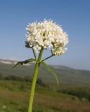 View full-size image Valeriana alliariifolia