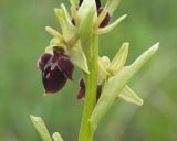 View full-size image Ophrys mammosa subspecies caucasica