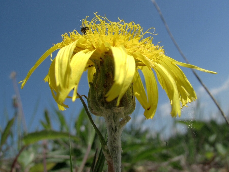 Изображение особи Scorzonera humilis.