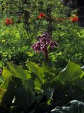 Bergenia crassifolia