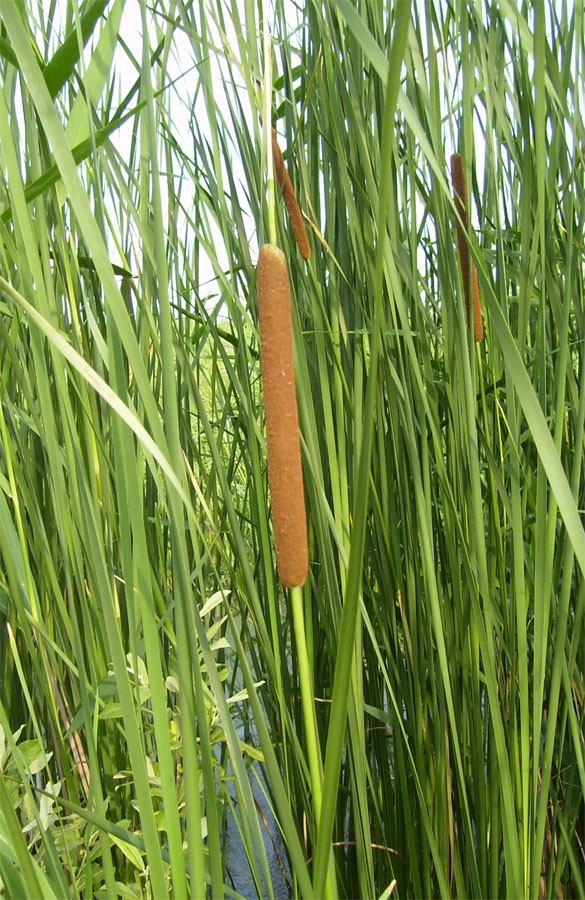 Изображение особи Typha angustifolia.