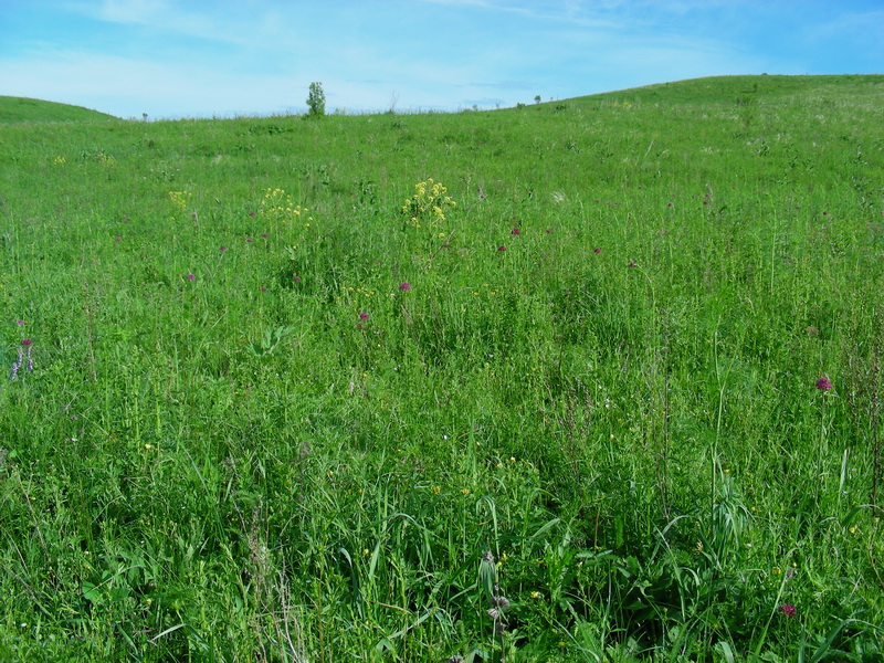 Image of Allium robustum specimen.