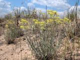 Helichrysum arenarium