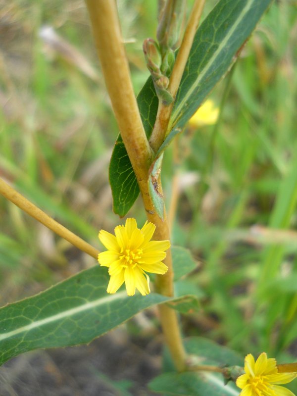 Image of Lactuca serriola specimen.