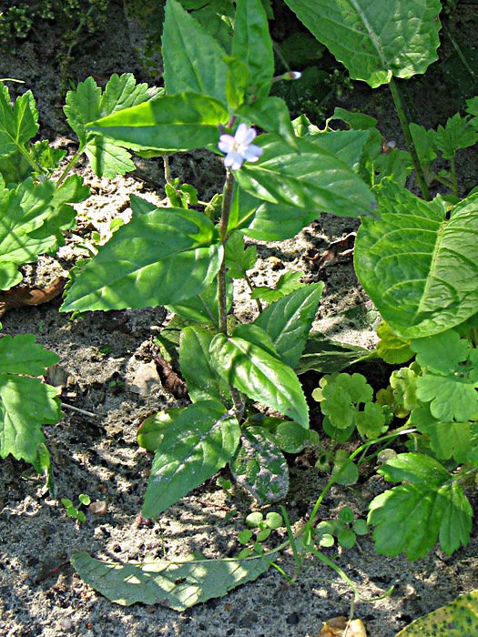 Image of Epilobium montanum specimen.